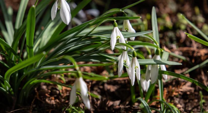 Pénteken kezdődik a csillagászati tavasz