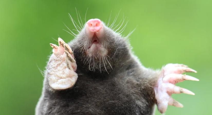 Így űzzük el a kertből a vakondot – a szakértő válaszol