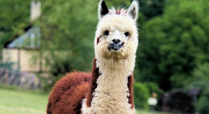 Elképesztő: elszabadult egy láma Budapesten - Videó!