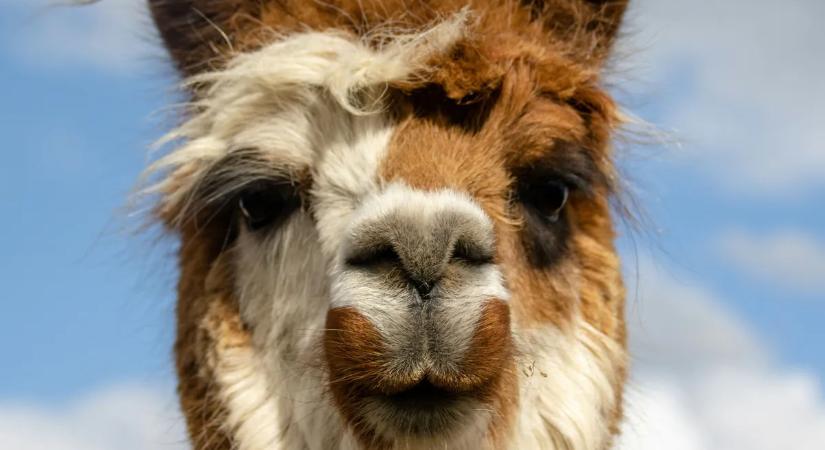 Elszabadult lámát kergettek Budapesten