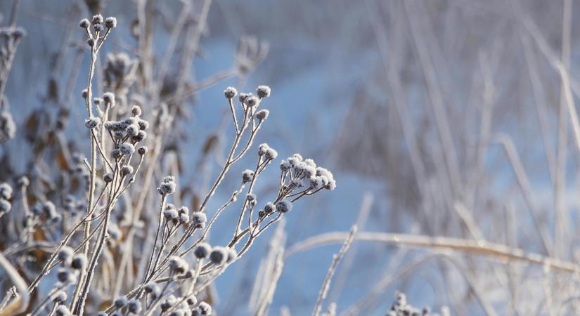 Miért alszanak télen a növények? A nyugalmi időszak biológiája