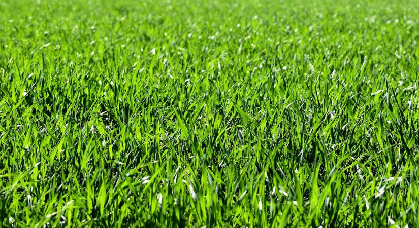 Tavaszi kerti teendők: most dől el a szezon sikere