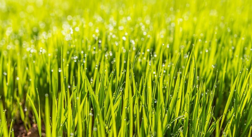 Egy egyszerű trükk, amitől szebb lesz a gyep