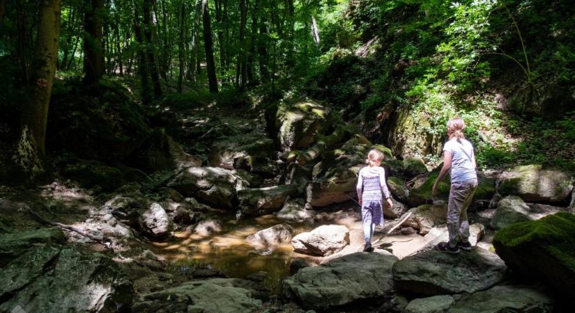 Öt izgalmas tavaszi túra a Bakony elvarázsolt rengetegében