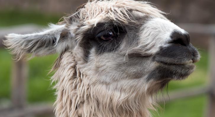 Videón, ahogy egy elszabadult lámát próbálnak befogni a Havanna-lakótelepen