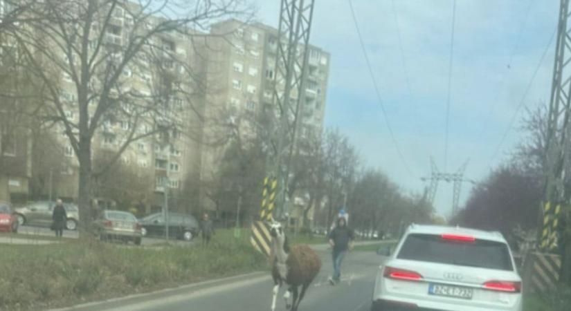 Videó: Nem hittek a szemüknek a budapestiek, egy láma legelészett a Havanna-lakótelepen