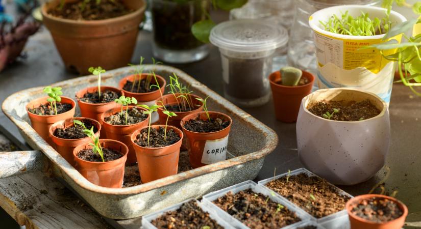 Durva meglepetés érheti a magyar kerttulajdonosokat: ez rémálom lehet