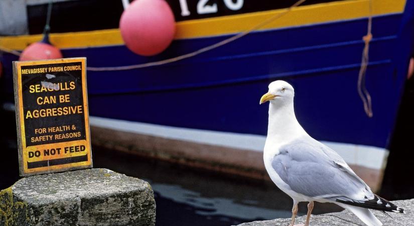 Távol tartja a potyázó sirályokat, ha szemeket ragasztunk az ételek csomagolására