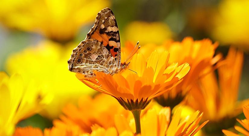 3 virágmag a kertbe, amit márciusban már biztosan elvethet