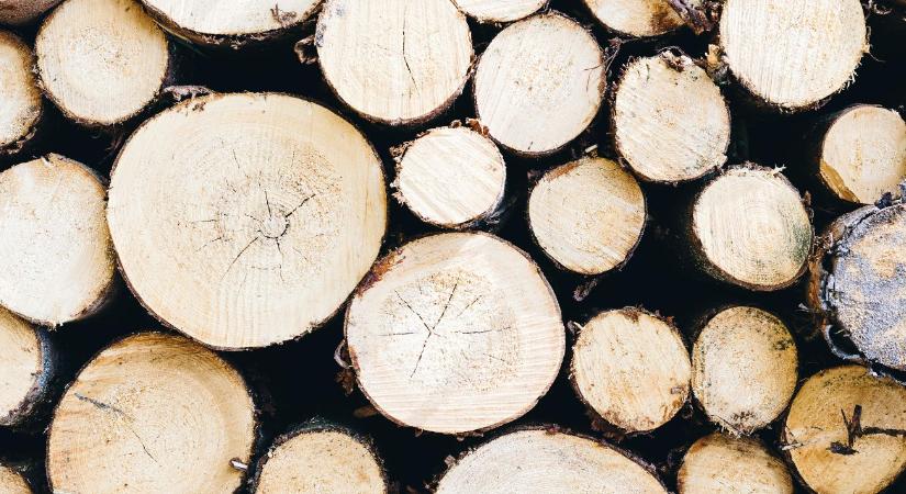 Kockás füzet helyett mobilapp: erdőmérnök fejlesztett digitális segítséget az erdészeknek