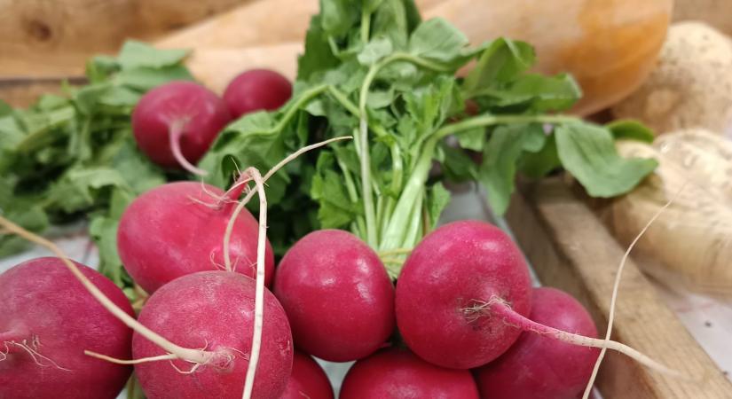 Egyre több a primőr: retekszezon a csarnokban