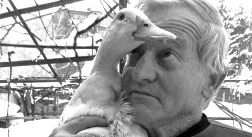 Háromlábú kacsa született Somogyban