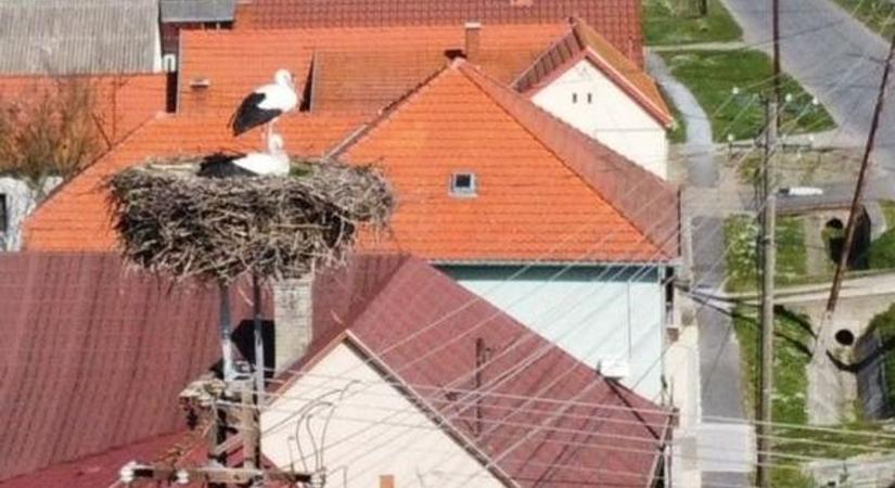 Zalaszentmihályi olvasónk küldött csodás képeket a településre frissen megérkezett gólyapárról