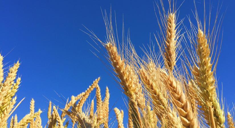 Régi génbanki gabonafajtákat tesztelnek egy új magyar mintaprogramban
