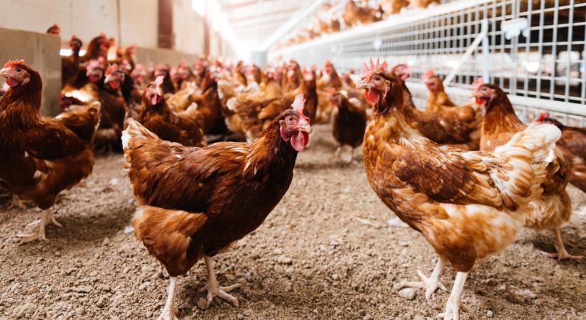 Riasztást adtak ki a fertőző kór miatt: aki nem oltat, bírságot kap