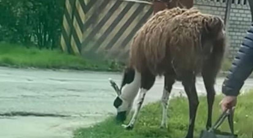 Nem mindennapi jelenség: utcán kóborló lámát láttak Budapesten (VIDEÓ)