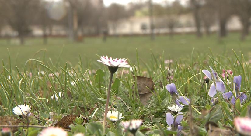 Megérkezett a pollenszezon, a szakértő szerint a legfontosabb a tesztelés