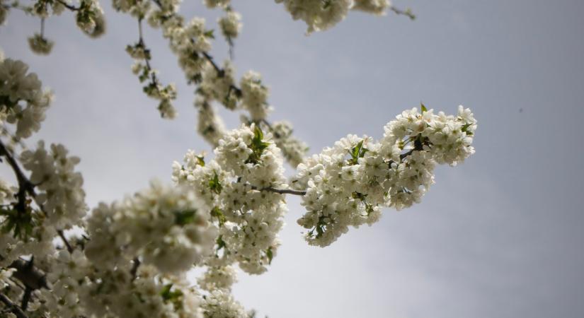 Itt a tavasz!