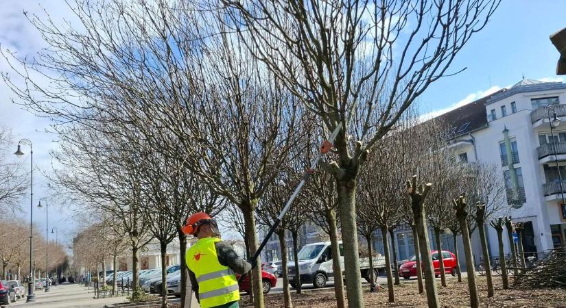 A gömbkőrisek visszametszése sokakat sokkolt Kecskeméten – ez volt az oka
