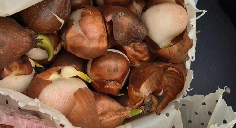 Elfelejtett tulipánhagymák: mit lehet tenni tavasszal?