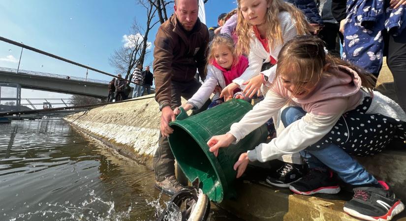 Halakat telepítettek a Mosoni-Dunán, ritka fajok kerültek a vízbe - fotók