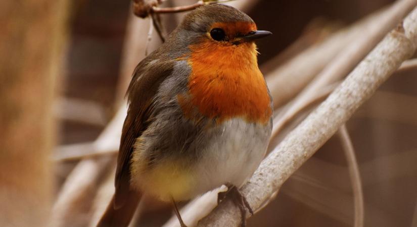 Vajon milyen időjárással indul a hétvége? Mutatjuk a részleteket!