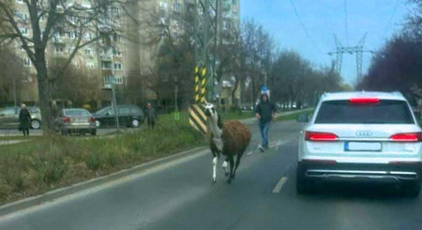 Elszabadult egy láma a Havanna-lakótelepen, a lakók a panelok között kergették az állatot – videó a cikkben