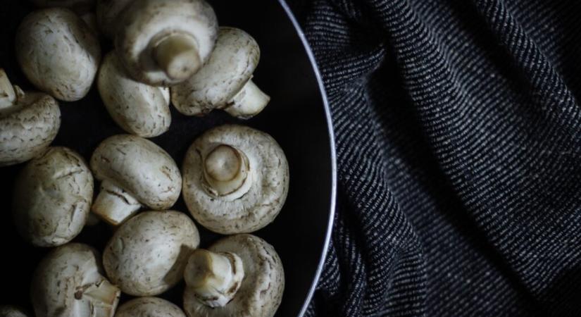 Gombatermesztőknél tartott ellenőrzéseket a Nébih