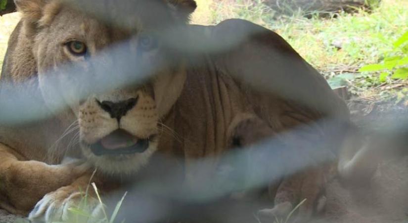 Állatkínzás és állatölés miatt tettek feljelentést a Palicsi Állatkert alkalmazottja ellen