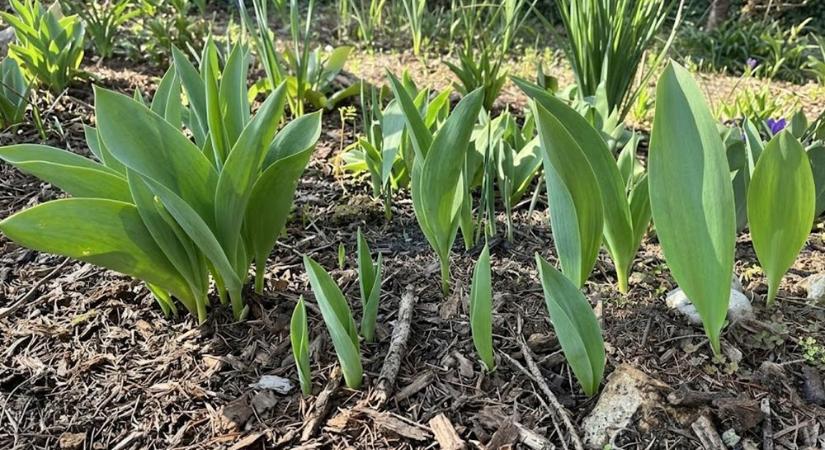 Miért nem virágzik a tulipán? – csak a levelek bújnak elő, virág sehol