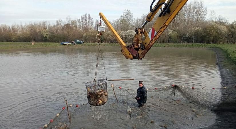 Óriások a vízben: extra méretű pontyokkal töltötték fel a holtágat