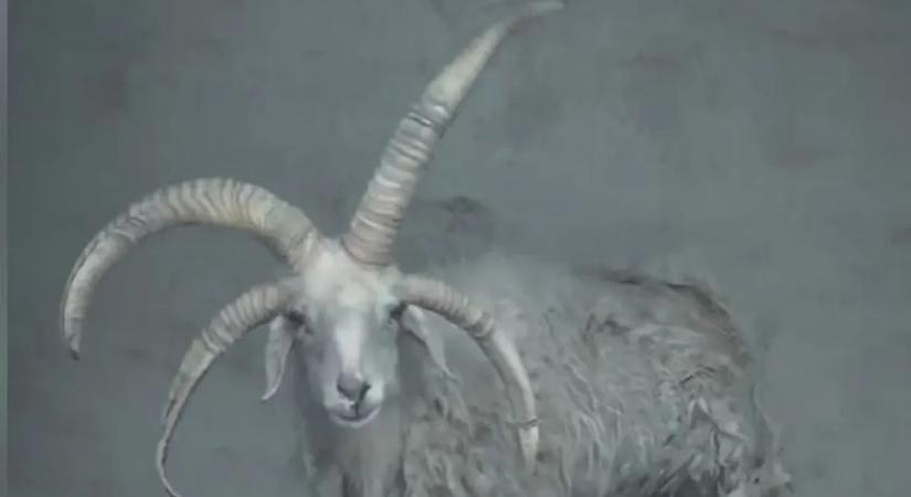 Mutáns állatok lepik el a világot? – egy négyszarvú birka az internet új sztárja