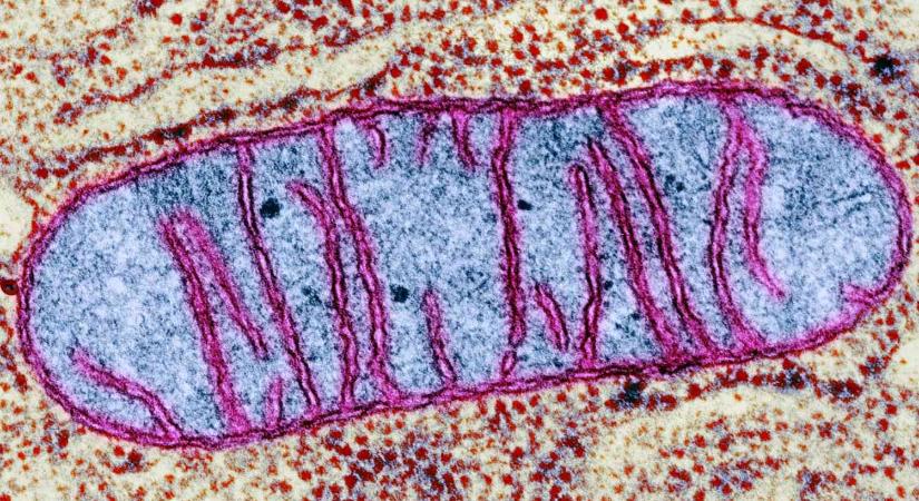 Mitokondriumok álruhában