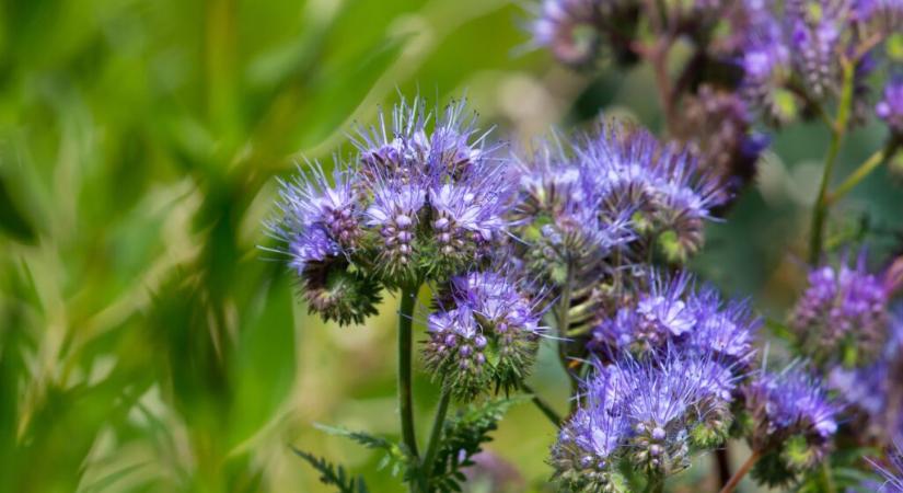 Természetes megoldás a talaj feljavítására