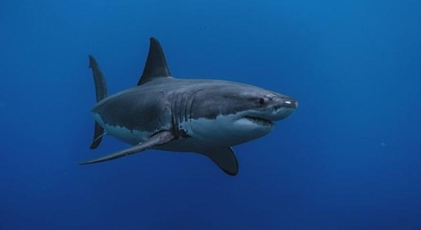 Ijesztő: minden idők egyik legnagyobb cápája tűnt fel a tengerparti turistaparadicsomnál