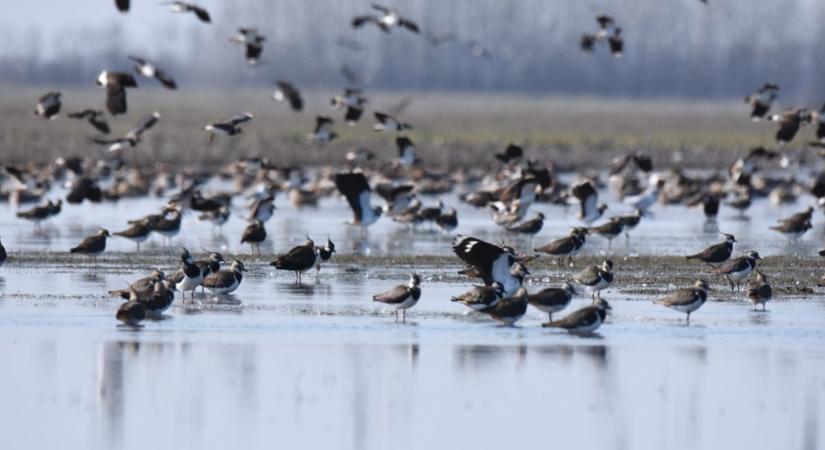 Javában tart a tavaszi madárvonulás a dél-alföldi pusztákon