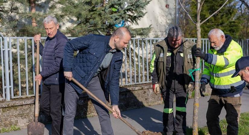 Erről a fáról híres a város - most újabb csemetékkel bővült a zöldterület