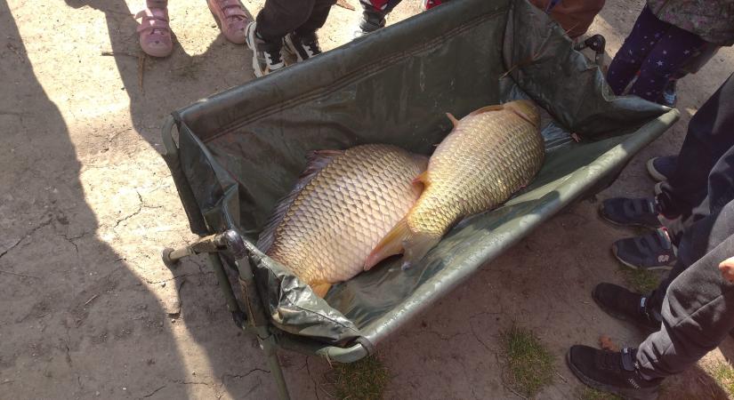 Pontyokat telepítettek a Holt-Tiszába Mártélyon
