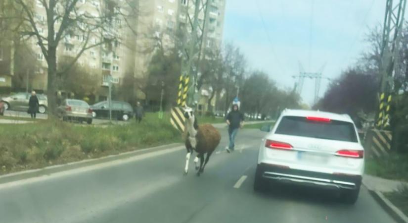 Videón, ahogy a Havanna-lakótelepen kergetnek egy elszabadult lámát