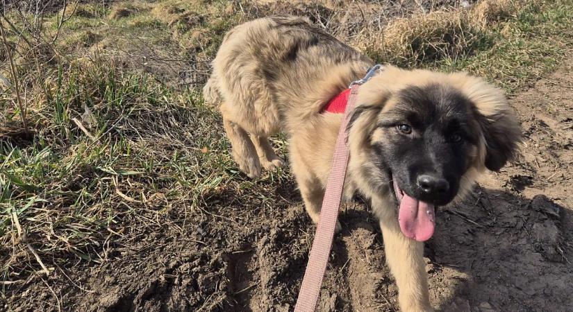 Állati jó programnak ígérkezik a tavaszváró nagyséta a debreceni menhelyen