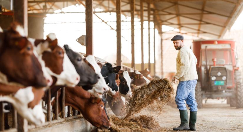 Komoly fejlesztés jön a magyar állattartó telepen: nem akármire készülnek