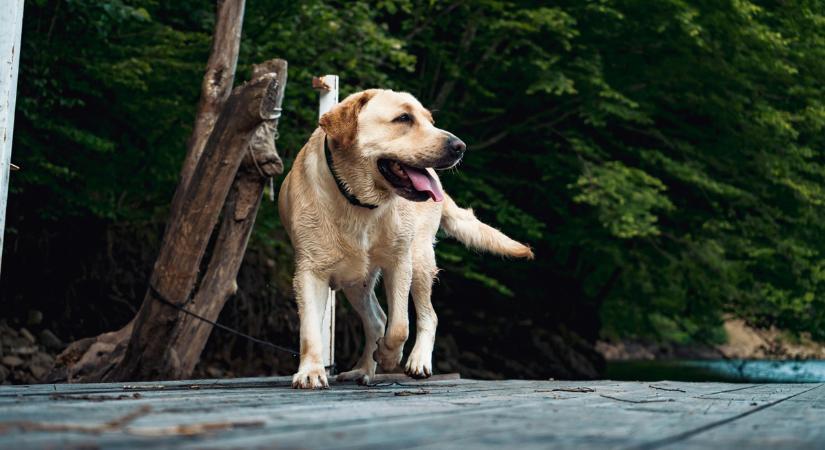 Ilyen nincs: egy kutya tett pontot a 160 éves gyilkosság végére