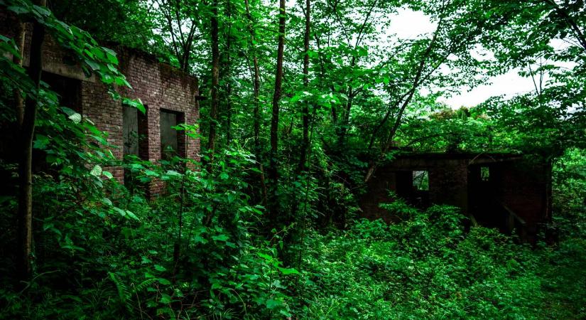 Egy állat rejtőzik az avarban. Te megtalálod?