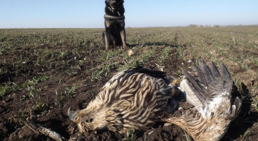 A világ nem minket szolgál – Magyarországon mintha nem értenék a természet működését, még mindig mérgezik a ragadozómadarakat