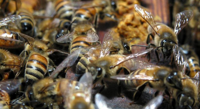 Egyre többet tudunk a méhméregről, amely lehet gyógyító és káros is