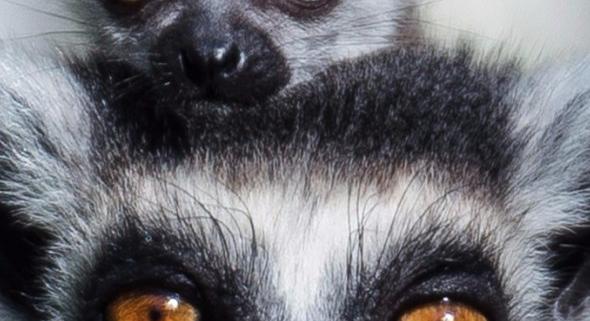 Új gyűrűsfarkú maki érkezett a Szegedi Vadasparkba