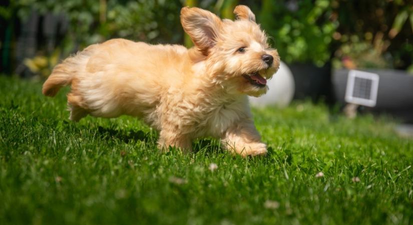 Filléres trükktől lesz gyönyörű a gyeped!