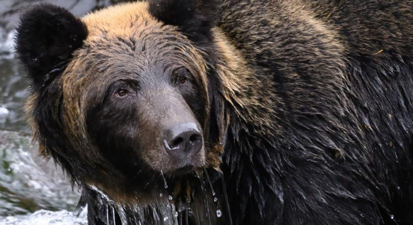 Kétszer annyi barnamedve lőnének ki Romániában