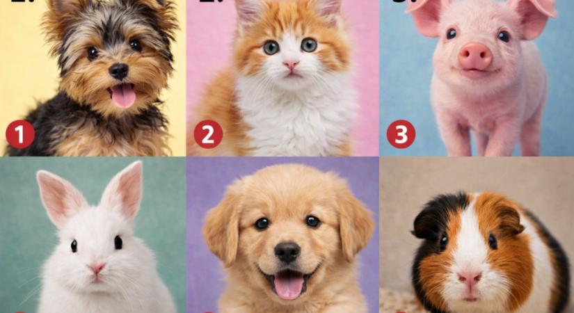Válassz egy cuki állatot, és elárulja, hogy szíved mélyen milyen ember vagy!