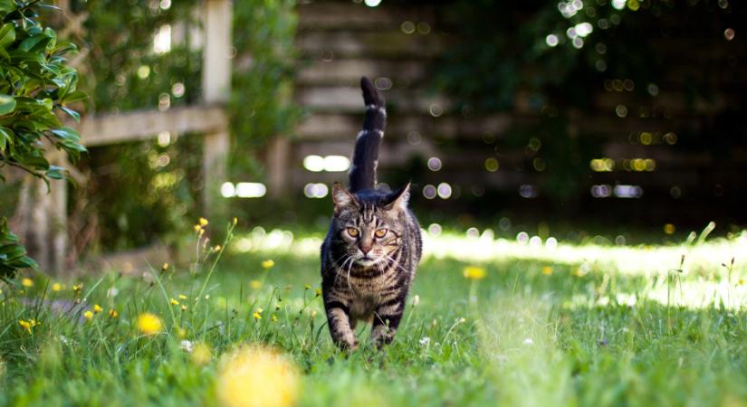 Kóbor macskák járnak a kertedbe? Ez a 6 növény segíthet távol tartani őket!